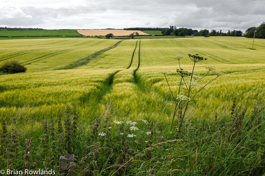 Nisbet field-1-2433