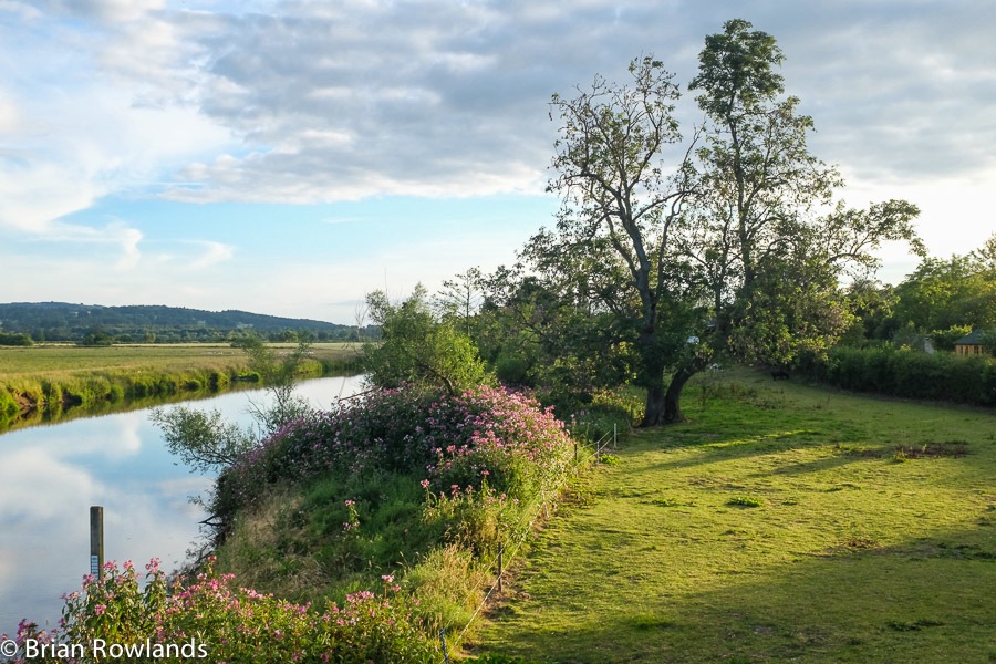 Teviot riverside tree-2454