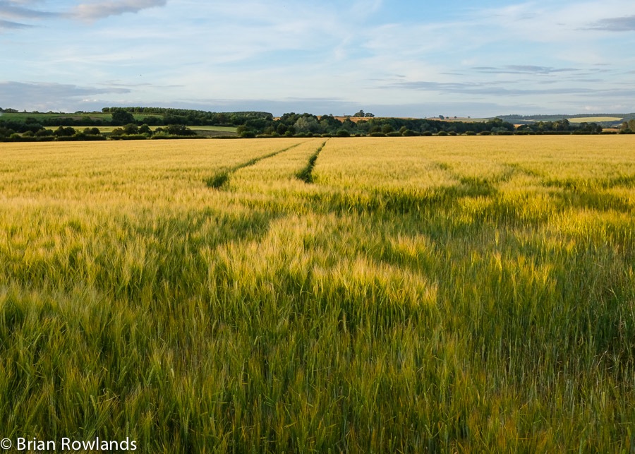 Nisbet field-4-2476